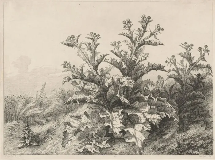 Framed Print : The Great Thistle (Le Grand Chardon), 1843. Creator: Eugene Blery Framed Print : The Great Thistle (Le Grand Chardon), 1843. Creator: Eugene Blery