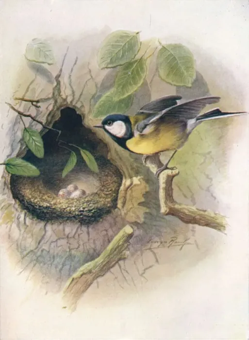 Framed Print : Great Tit - Pa rus m ajor, c1910, (1910). Artist: George James Rankin Framed Print : Great Tit - Pa rus m ajor, c1910, (1910). Artist: George James Rankin