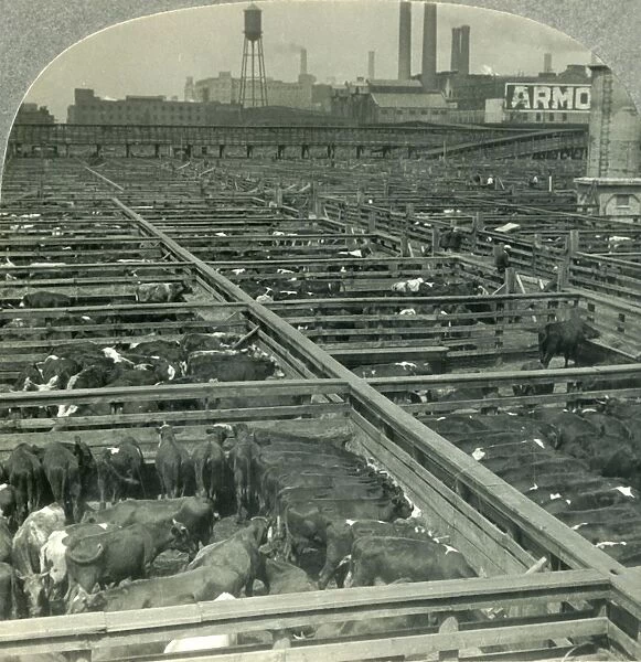 The Great Union Stock Yards, Largest Live Stock Market on Earth, Chicago, Illinois, c1930s