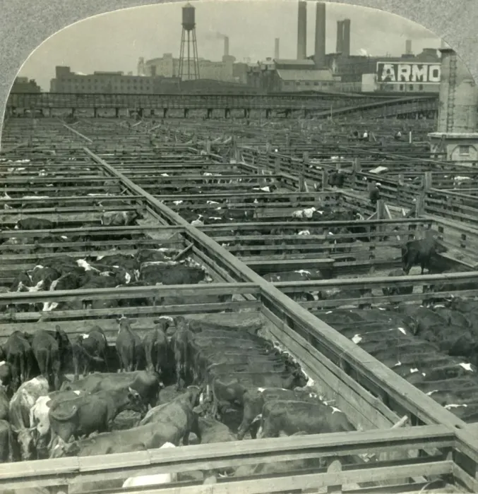 Framed Print : The Great Union Stock Yards, Largest Live Stock Market on Earth, Chicago, Illinois, c1930s Framed Print : The Great Union Stock Yards, Largest Live Stock Market on Earth, Chicago, Illinois, c1930s