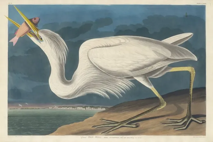 Framed Print : Great White Heron, 1835. Creator: Robert Havell Framed Print : Great White Heron, 1835. Creator: Robert Havell