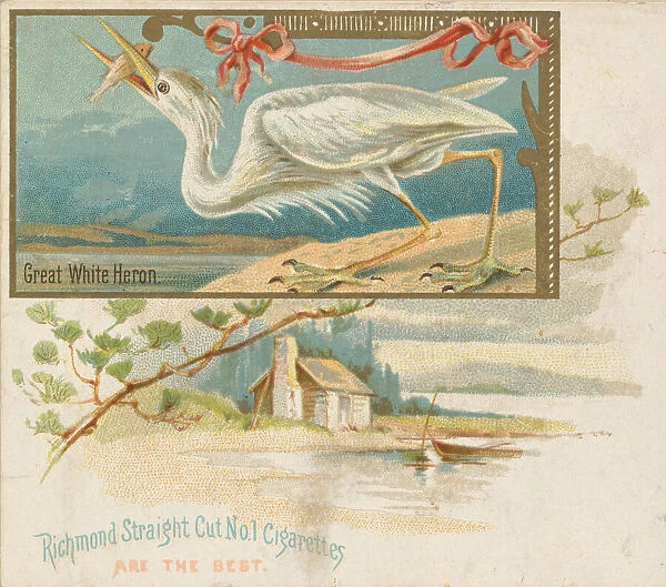 Great White Heron, from the Game Birds series (N40) for Allen & Ginter Cigarettes
