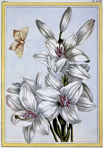 The Great White Lily, pub. 1776. Creator: Pierre Joseph Buchoz (1731-1807)
