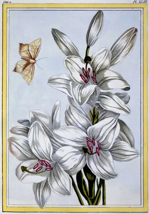 Framed Print : The Great White Lily, pub. 1776. Creator: Pierre Joseph Buchoz (1731-1807) Framed Print : The Great White Lily, pub. 1776. Creator: Pierre Joseph Buchoz (1731-1807)