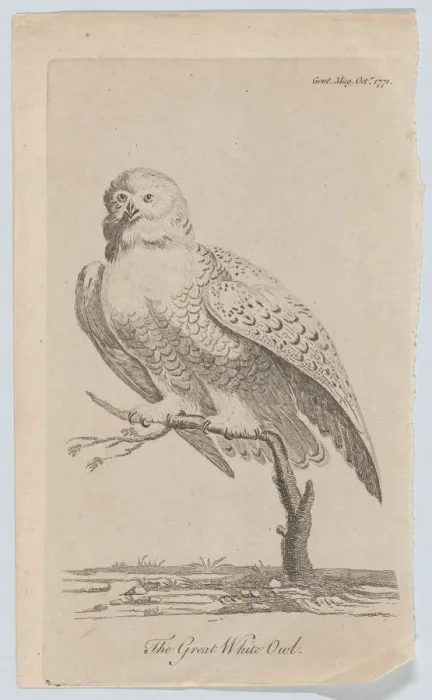 Framed Print : The Great White Owl, 1771. 1771. Creator: Anon Framed Print : The Great White Owl, 1771. 1771. Creator: Anon