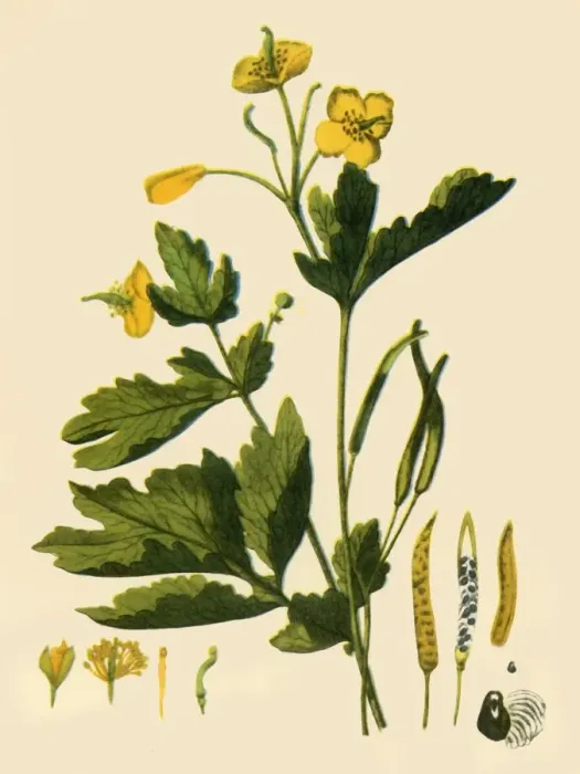 Framed Print : Greater Celandine, 1839, (1944). Creator: Unknown Framed Print : Greater Celandine, 1839, (1944). Creator: Unknown