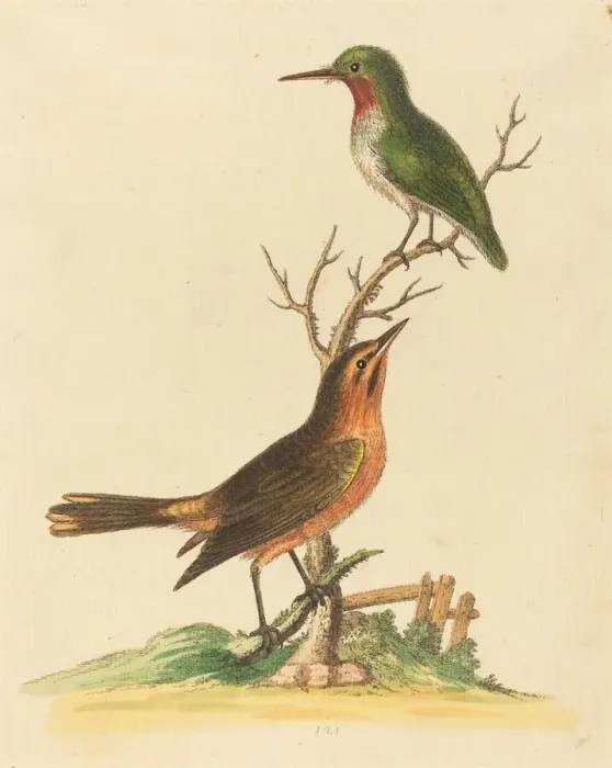 Framed Print : Green Bird with Red Throat and Brown and Orange Bird. Creator: George Edwards Framed Print : Green Bird with Red Throat and Brown and Orange Bird. Creator: George Edwards