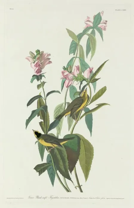 Framed Print : Green Black-Capt Flycatcher, 1831. Creator: Robert Havell Framed Print : Green Black-Capt Flycatcher, 1831. Creator: Robert Havell