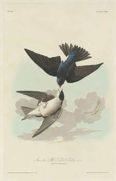 Framed Print : Green-blue or White-bellied Swallow, 1830. Creator: Robert Havell