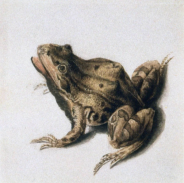 Green Frog, 16th century. Artist: Joris Hoefnagel