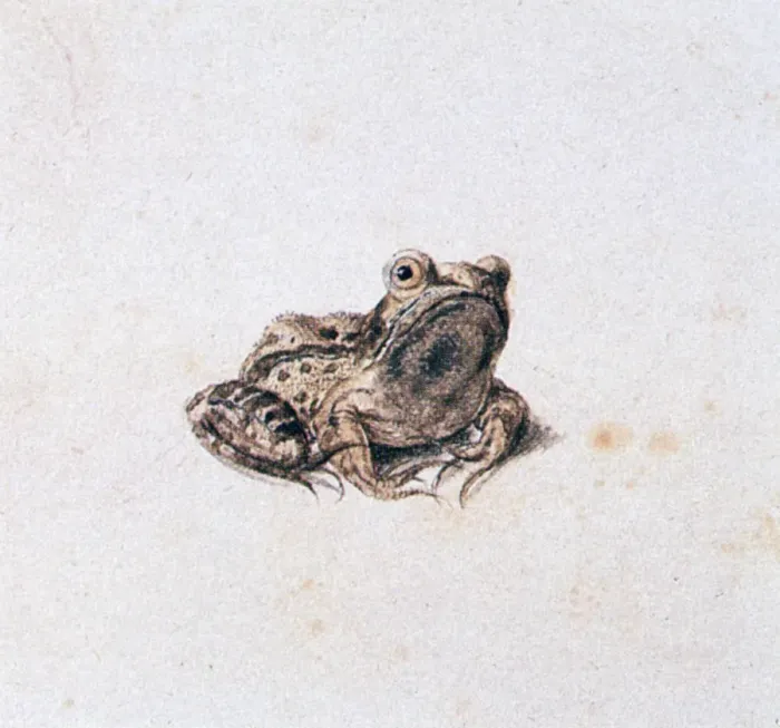 Framed Print : Green Frog, 16th century. Artist: Joris Hoefnagel