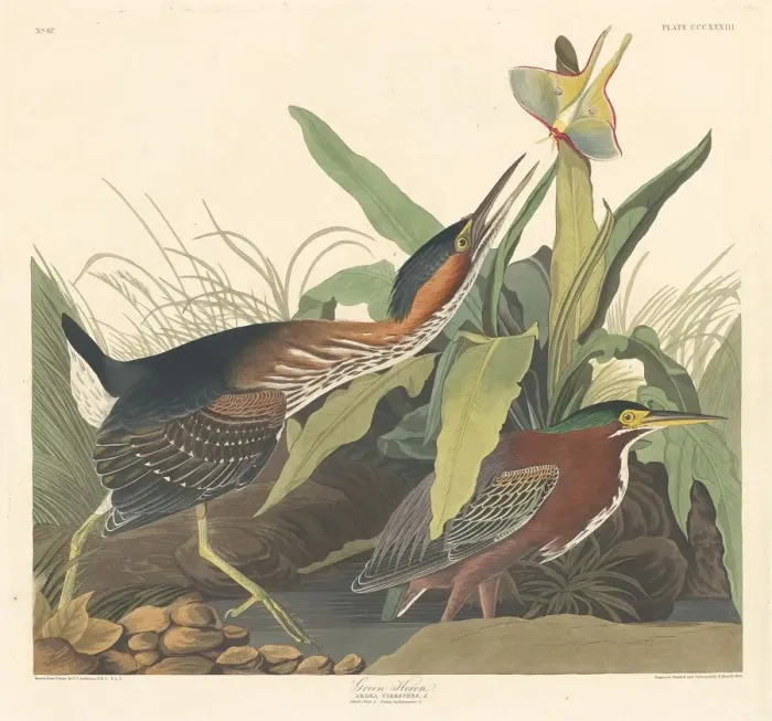 Framed Print : Green Heron, 1836. Creator: Robert Havell Framed Print : Green Heron, 1836. Creator: Robert Havell