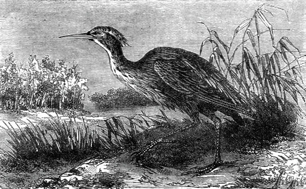 The Green Heron (Ardea virescens); A Flying Visit to Florida, 1875. Creator: Thomas Mayne Reid