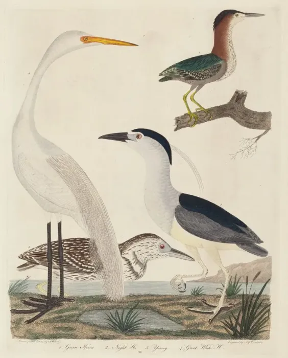 Framed Print : Green Heron, Night Heron, Young Heron, and Great White Heron, published 1808-1814 Framed Print : Green Heron, Night Heron, Young Heron, and Great White Heron, published 1808-1814