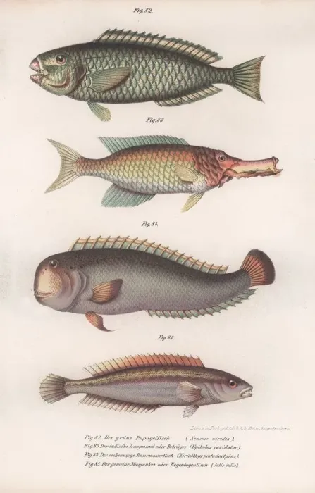 Framed Print : Green Parrotfish. Indian longmouth, Rasirnesser, Wrasse, c. 1850s Framed Print : Green Parrotfish. Indian longmouth, Rasirnesser, Wrasse, c. 1850s