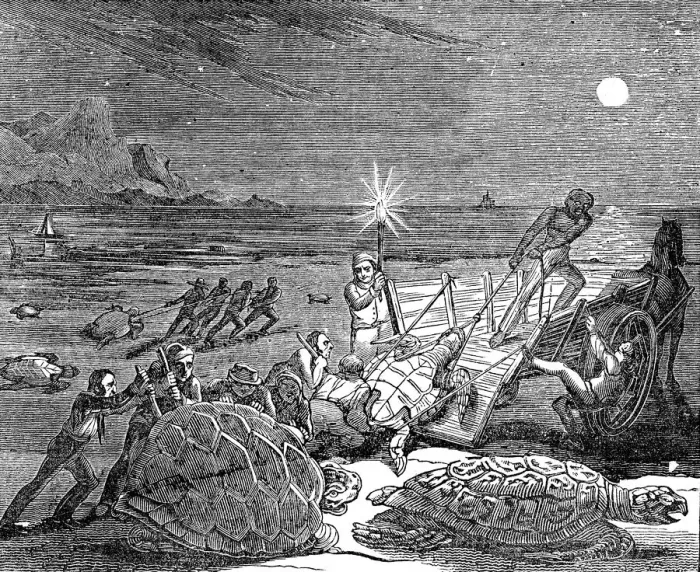 Framed Print : Green turtles and Loggerhead turtles captured on coast of Cuba, 1832 Framed Print : Green turtles and Loggerhead turtles captured on coast of Cuba, 1832
