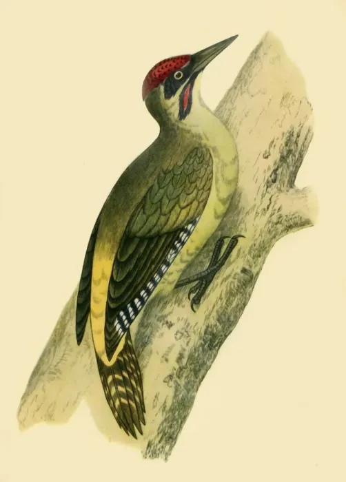 Framed Print : Green Woodpecker, 1852, (1942). Creators: Francis Orpen Morris, Richard Alington Framed Print : Green Woodpecker, 1852, (1942). Creators: Francis Orpen Morris, Richard Alington