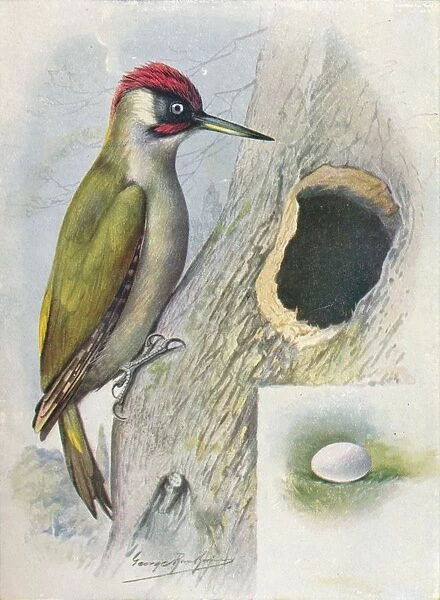 Green Woodpecker - Geci nus vir idis, c1910, (1910). Artist: George James Rankin
