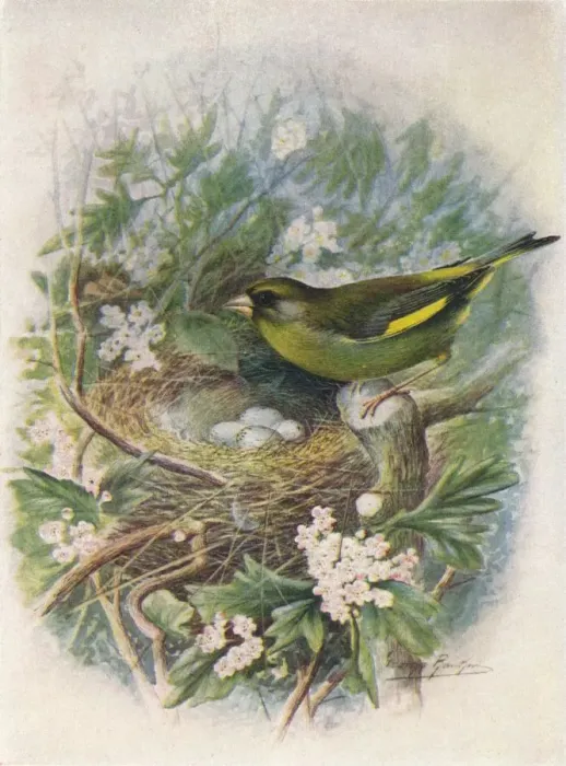 Framed Print : Greenfinch - Liguri nus chlo ris, c1910, (1910). Artist: George James Rankin Framed Print : Greenfinch - Liguri nus chlo ris, c1910, (1910). Artist: George James Rankin
