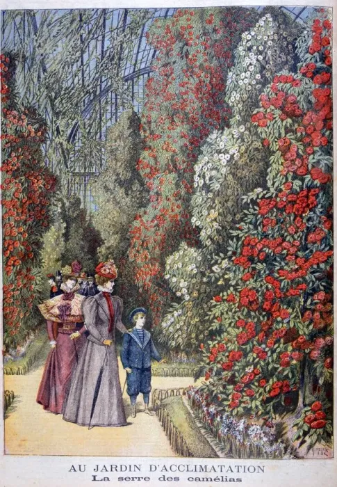 Framed Print : The greenhouse of the camellias, zoological gardens, Paris, 1897. Artist: Henri Meyer Framed Print : The greenhouse of the camellias, zoological gardens, Paris, 1897. Artist: Henri Meyer