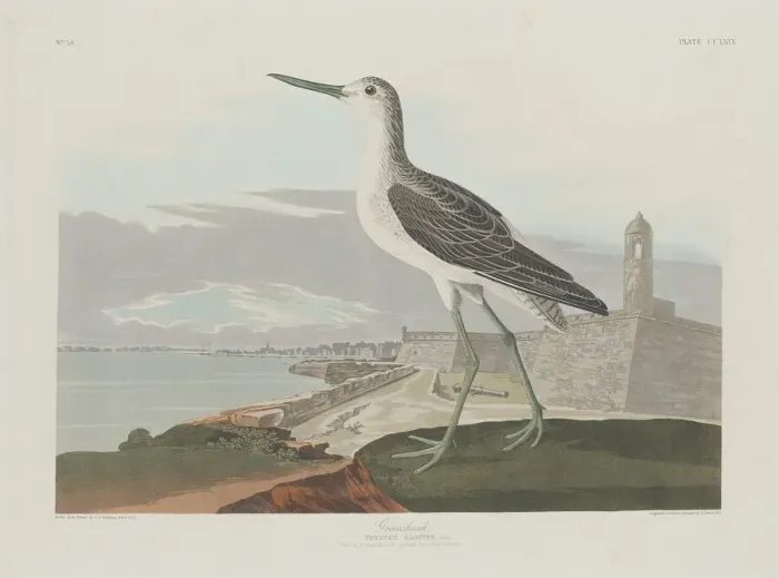 Framed Print : Greenshank, 1835. Creator: Robert Havell Framed Print : Greenshank, 1835. Creator: Robert Havell