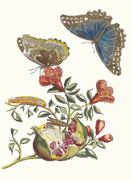 Grenadier. From the Book Metamorphosis insectorum Surinamensium, 1705