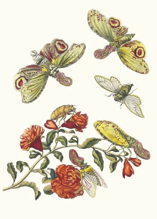 Framed Print : Grenadier. From the Book Metamorphosis insectorum Surinamensium, 1705 Framed Print : Grenadier. From the Book Metamorphosis insectorum Surinamensium, 1705