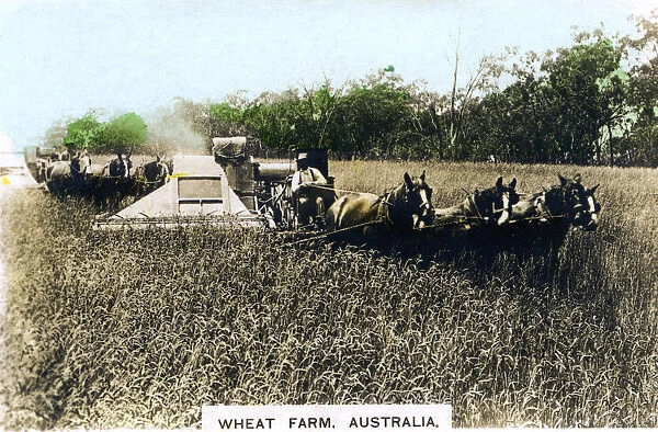 Grenfell wheat farm, Australia, c1920s. Artist: Cavenders Ltd