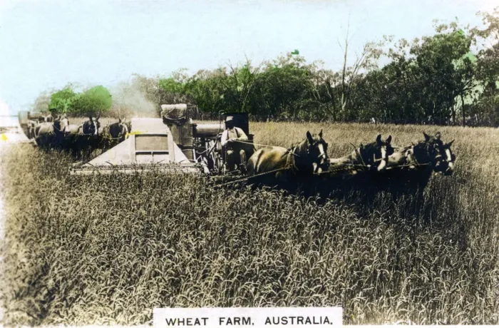 Framed Print : Grenfell wheat farm, Australia, c1920s. Artist: Cavenders Ltd Framed Print : Grenfell wheat farm, Australia, c1920s. Artist: Cavenders Ltd