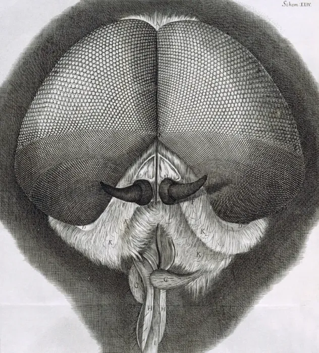 Framed Print : Grey drone-fly, observation XXXIX from Hookes Micrographia, 1664. Artist: Robert Hooke Framed Print : Grey drone-fly, observation XXXIX from Hookes Micrographia, 1664. Artist: Robert Hooke