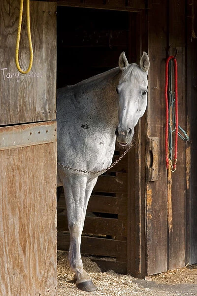 Grey Horse A. Creator: Tom Artin