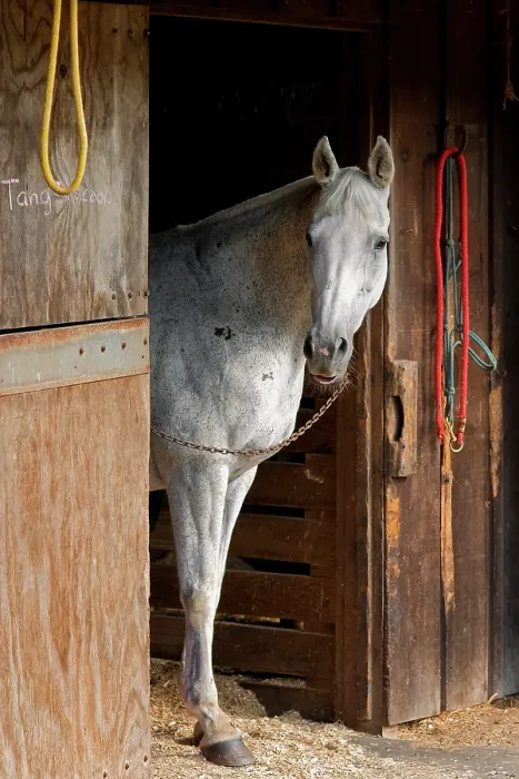 Framed Print : Grey Horse A. Creator: Tom Artin Framed Print : Grey Horse A. Creator: Tom Artin