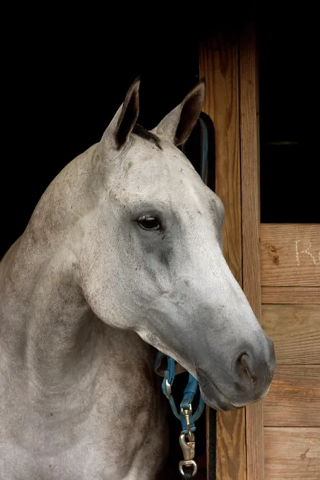 Framed Print : Grey Horse B. Creator: Tom Artin Framed Print : Grey Horse B. Creator: Tom Artin