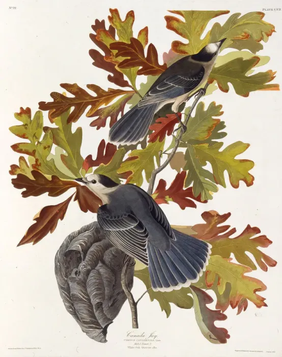 Framed Print : The grey jay. From The Birds of America, 1827-1838. Creator: Audubon Framed Print : The grey jay. From The Birds of America, 1827-1838. Creator: Audubon