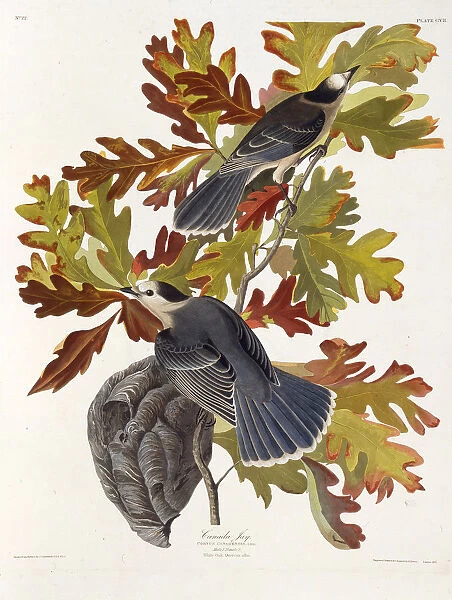 The grey jay. From The Birds of America, 1827-1838. Creator: Audubon