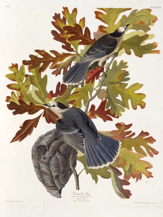 Framed Print : The grey jay. From The Birds of America, 1827-1838. Creator: Audubon Framed Print : The grey jay. From The Birds of America, 1827-1838. Creator: Audubon