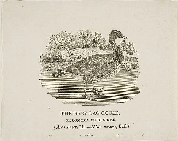 Grey Lag Goose, n. d. Creator: Thomas Bewick