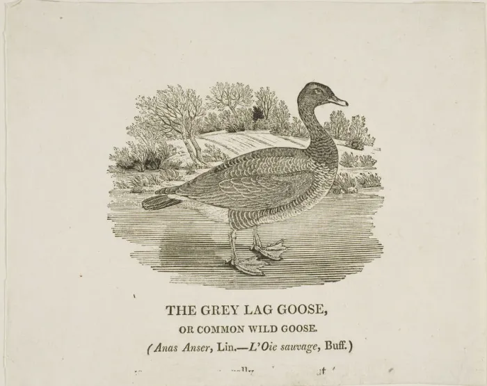 Framed Print : Grey Lag Goose, n. d. Creator: Thomas Bewick Framed Print : Grey Lag Goose, n. d. Creator: Thomas Bewick