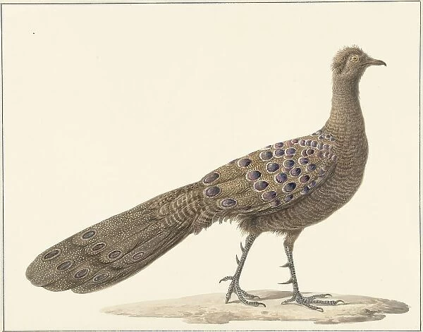 Grey peacock, 1759-1842. Creator: Pieter Bartholomeusz. Barbiers
