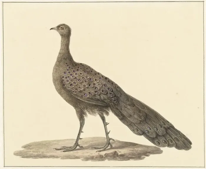 Framed Print : Grey peacock, 1759-1842. Creator: Pieter Bartholomeusz. Barbiers Framed Print : Grey peacock, 1759-1842. Creator: Pieter Bartholomeusz. Barbiers
