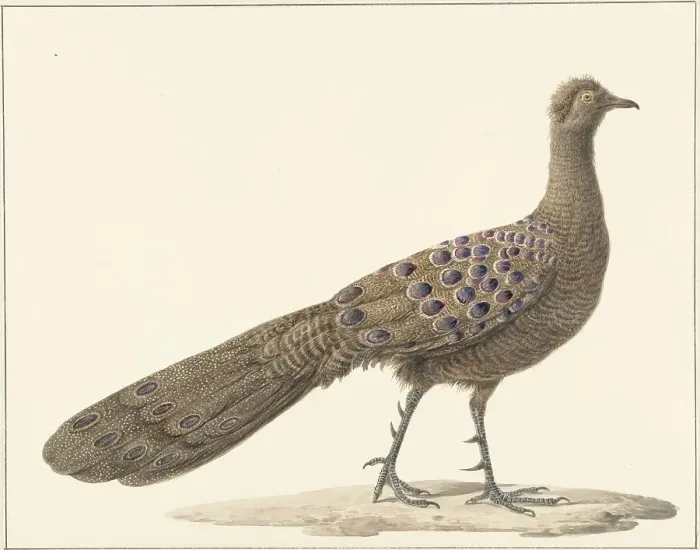 Framed Print : Grey peacock, 1759-1842. Creator: Pieter Bartholomeusz. Barbiers Framed Print : Grey peacock, 1759-1842. Creator: Pieter Bartholomeusz. Barbiers