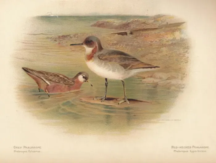 Framed Print : Grey Phalarope (Phalaropus fulicarius), Red-Necker Phalarope (Phalaropus hyperboreus), 1900, (1900 Artist: Charles Whymper Framed Print : Grey Phalarope (Phalaropus fulicarius), Red-Necker Phalarope (Phalaropus hyperboreus), 1900, (1900 Artist: Charles Whymper