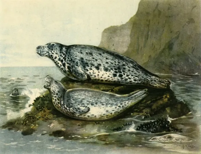 Framed Print : Grey Seal, c1905, (1943). Creator: John Guille Millais Framed Print : Grey Seal, c1905, (1943). Creator: John Guille Millais