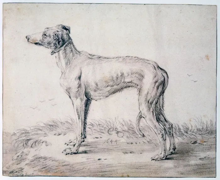 Framed Print : Greyhound, 1644. Artist: Cornelis Saftleven Framed Print : Greyhound, 1644. Artist: Cornelis Saftleven