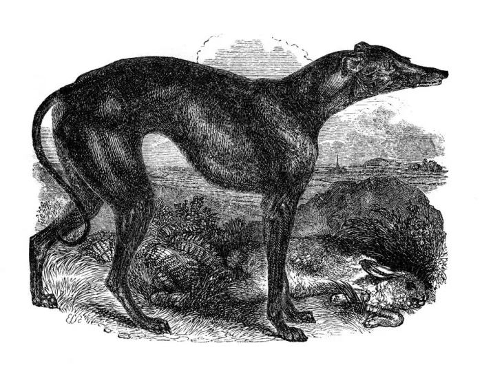 Framed Print : Greyhound, 1848 Framed Print : Greyhound, 1848