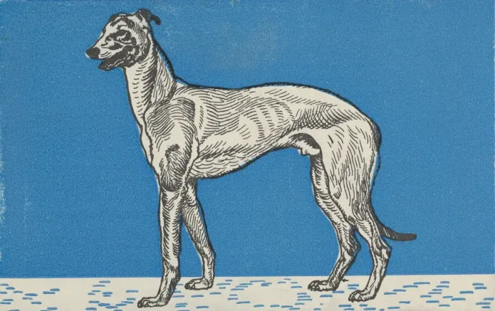 Framed Print : Greyhound, 1912. Creator: Moritz Jung Framed Print : Greyhound, 1912. Creator: Moritz Jung