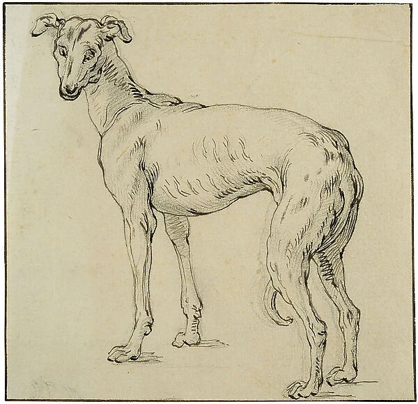 Greyhound. Creator: Abraham Bloemaert