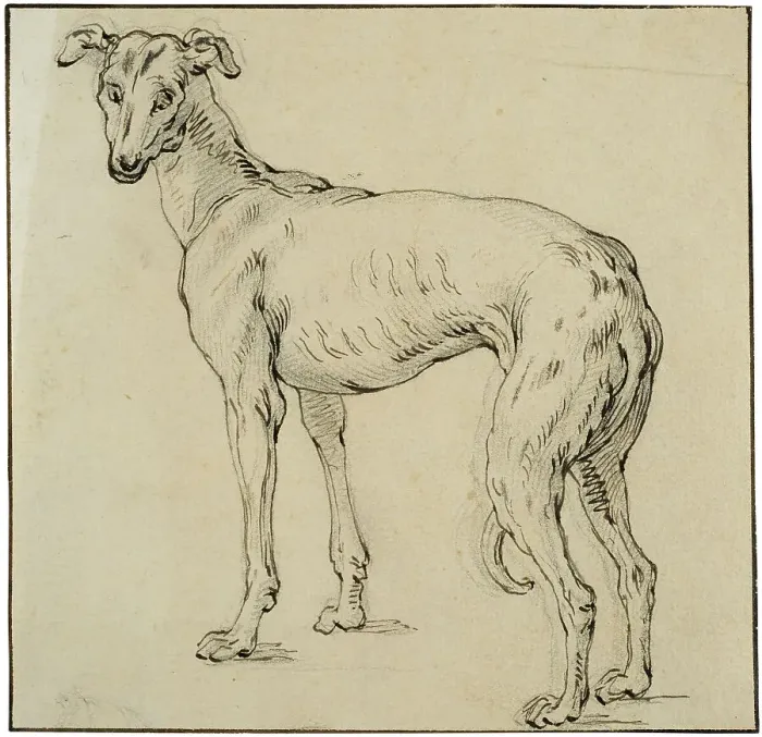 Framed Print : Greyhound. Creator: Abraham Bloemaert Framed Print : Greyhound. Creator: Abraham Bloemaert