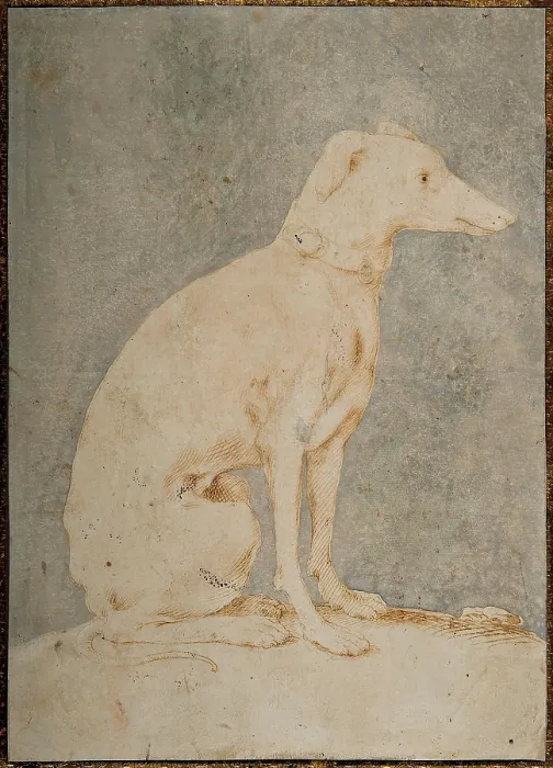 Framed Print : Greyhound, First Half of 16th century. Creator: Parmigianino (1503-1540) Framed Print : Greyhound, First Half of 16th century. Creator: Parmigianino (1503-1540)