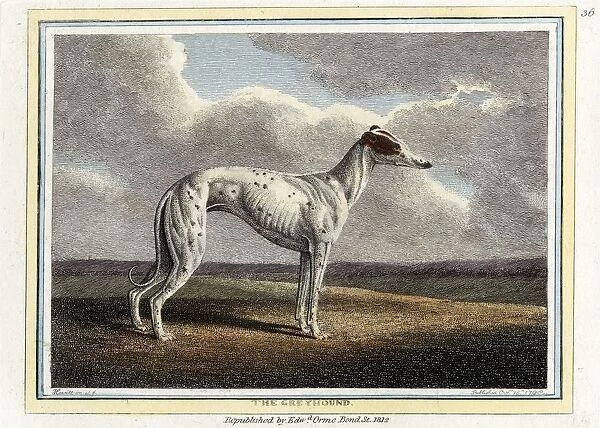 The Greyhound, pub. 1812. Creator: English School (19th Century)